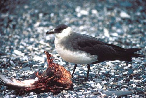 Arctic Jaeger | Stercorarius parasiticus photo