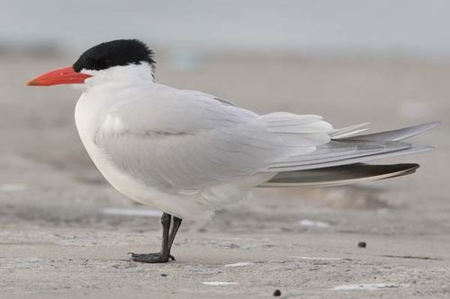 Caspian Tern | Sterna caspia photo