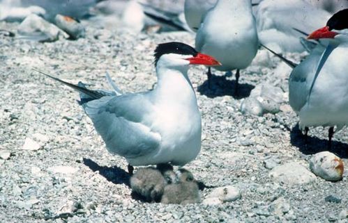 Caspian Tern | Sterna caspia photo