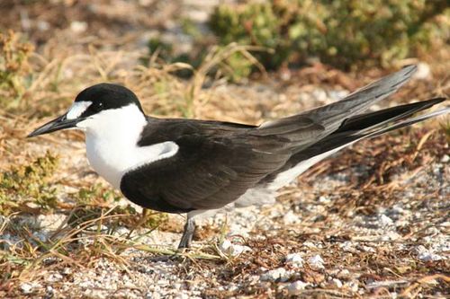 Sooty Tern | Sterna fuscata photo