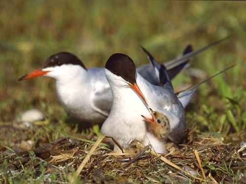 Common Tern | Sterna hirundo photo