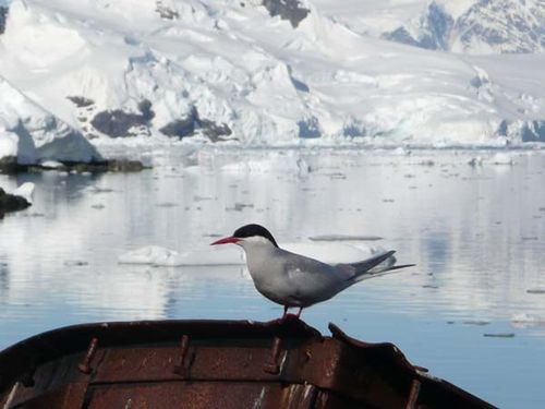 Antarctic Tern | Sterna vittata photo