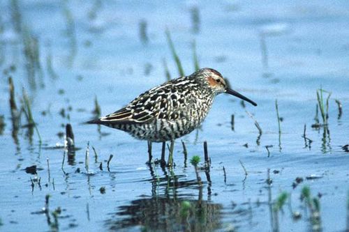 Stilt Sandpiper | Micropalama himantopus photo