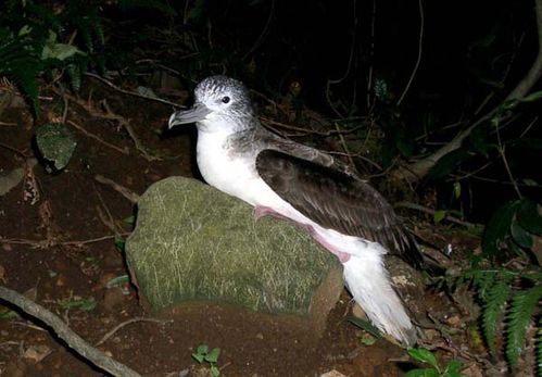 Streaked Shearwater | Calonectris leucomelas photo