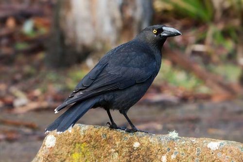 Black Currawong | Strepera fuliginosa photo