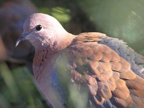 Laughing Turtle-Dove | Streptopelia senegalensis photo