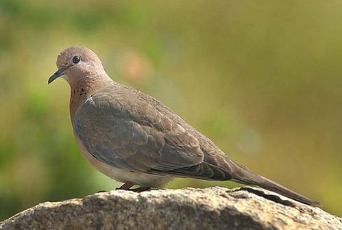 Laughing Turtle-Dove | Streptopelia senegalensis photo