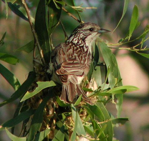 Striped Honeyeater | Plectorhyncha lanceolata photo