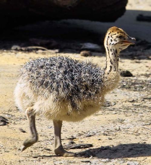 Ostrich | Struthio camelus photo