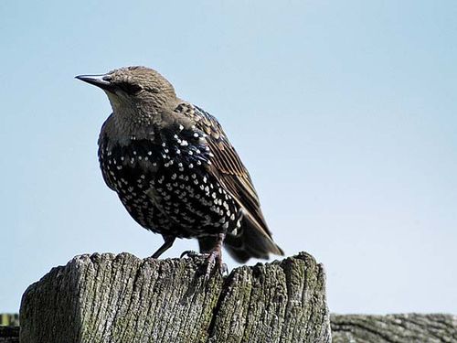 Common Starling | Sturnus vulgaris photo