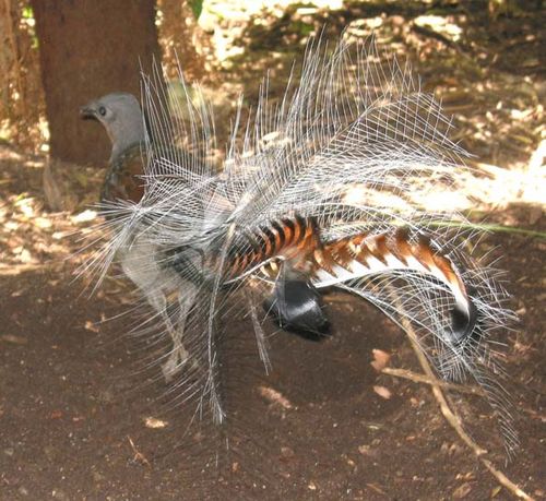 Superb Lyrebird | Menura novaehollandiae photo