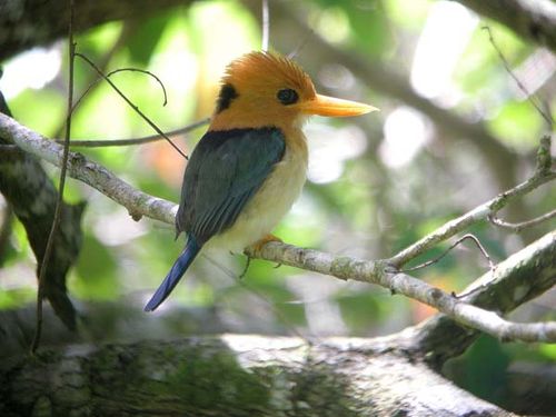 Yellow-billed Kingfisher | Syma torotoro photo