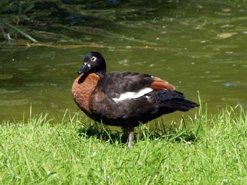 Australian Shelduck | Tadorna tadornoides photo