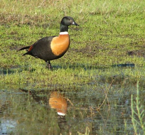 Australian Shelduck | Tadorna tadornoides photo