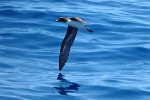 Tahiti Petrel | Pseudobulweria rostrata photo