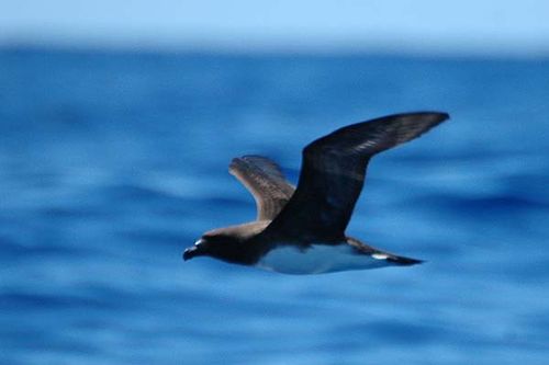 Tahiti Petrel | Pseudobulweria rostrata photo