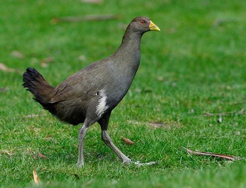 Tasmanian Native Hen | Gallinula mortierii photo