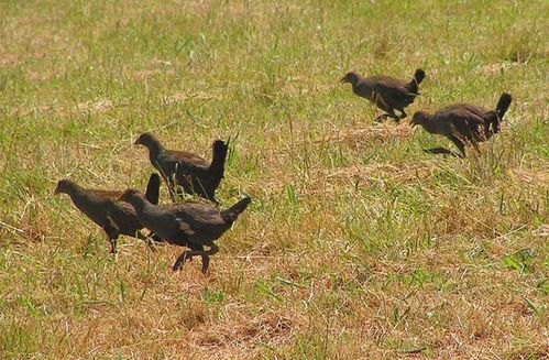 tasmanian gallinula hen hens bruny