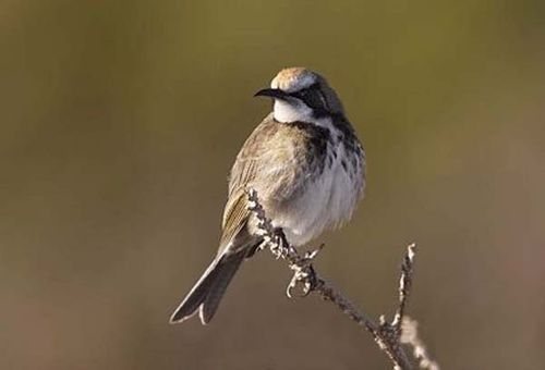 Tawny-crowned Honeyeater | Gliciphila melanops photo