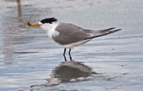 Lesser Crested Tern | Sterna bengalensis photo