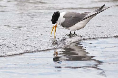 Lesser Crested Tern | Sterna bengalensis photo