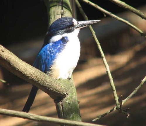 Forest Kingfisher | Todiramphus macleayii photo