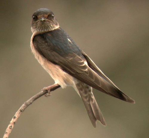 Tree Martin | Petrochelidon nigricans photo