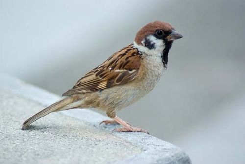 Eurasian Tree Sparrow | Passer montanus photo