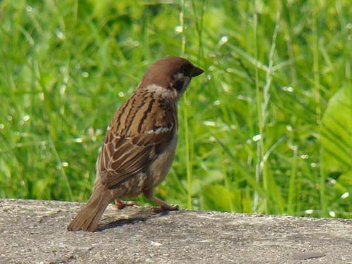 Eurasian Tree Sparrow | Passer montanus photo