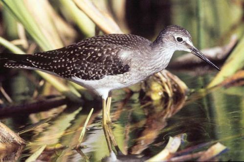 Lesser Yellowlegs | Tringa flavipes photo