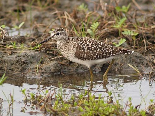 Wood Sandpiper | Tringa glareola photo