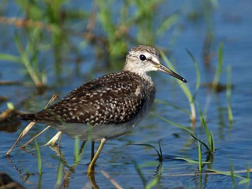 Wood Sandpiper | Tringa glareola photo