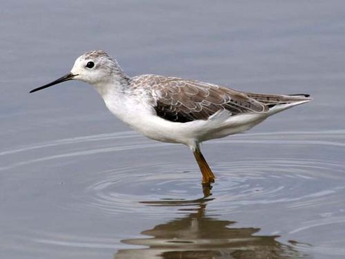 Marsh Sandpiper | Tringa stagnatilis photo