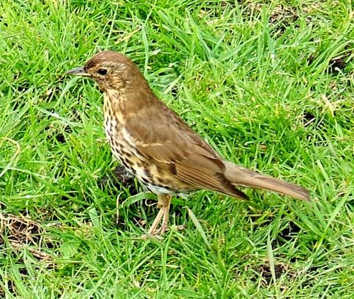 Song Thrush | Turdus philomelos photo