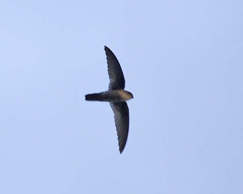 Uniform Swiftlet | Aerodramus vanikorensis photo