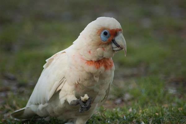 Long-billed Corella | Cacatua tenuirostris photo