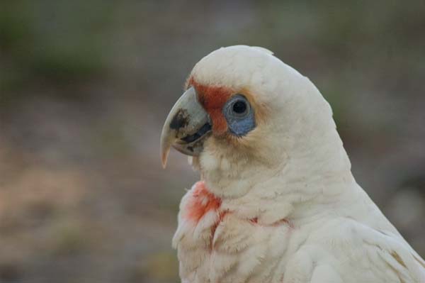 Long-billed Corella | Cacatua tenuirostris photo