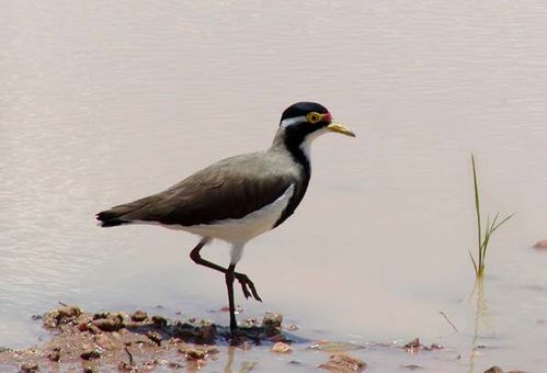 Banded Lapwing | Vanellus tricolor photo