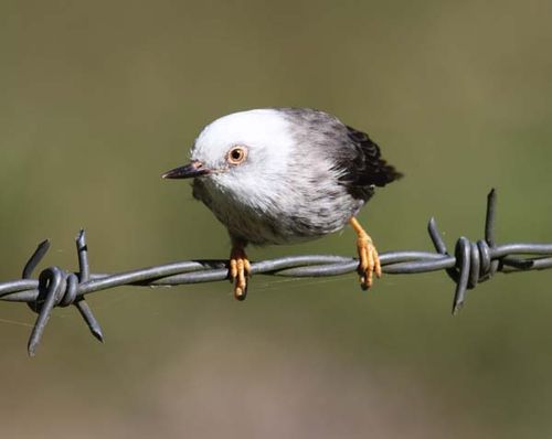 Varied Sittella | Daphoenositta chrysoptera photo