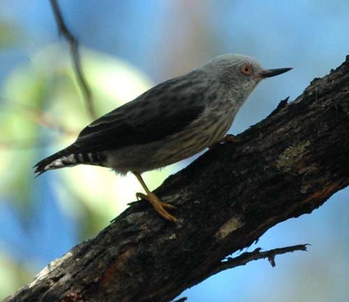 Varied Sittella | Daphoenositta chrysoptera photo