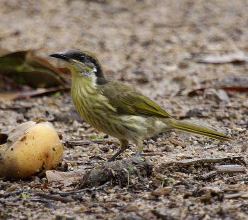 Varied Honeyeater | Lichenostomus versicolor photo