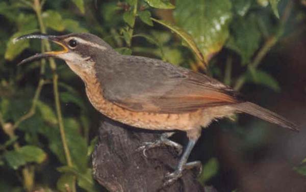 Victoria's Riflebird | Ptiloris victoriae photo