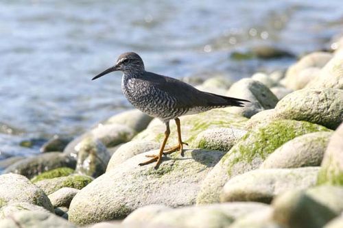 Wandering Tattler | Heteroscelus incanus photo