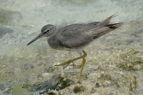 Wandering Tattler | Heteroscelus incanus photo