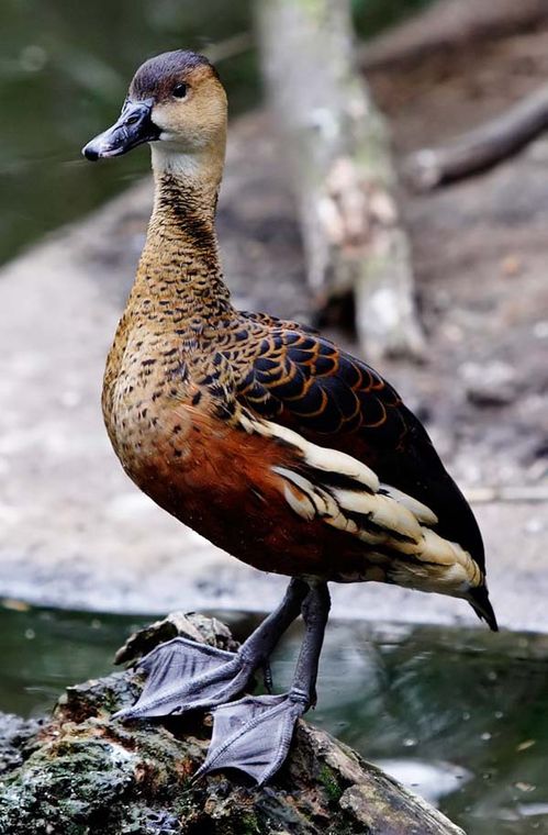 Wandering Whistling-Duck | Dendrocygna arcuata photo