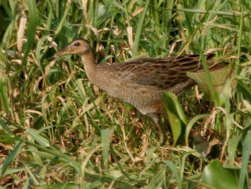 Watercock | Gallicrex cinerea photo