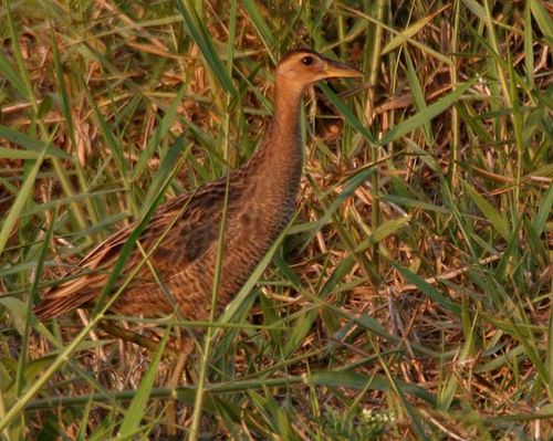 Watercock | Gallicrex cinerea photo