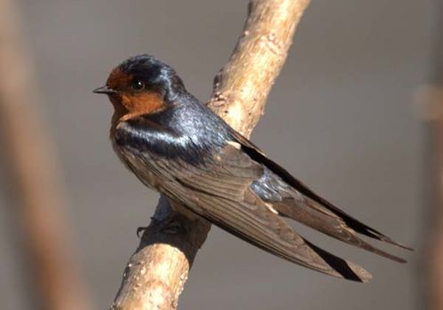 Welcome Swallow | Hirundo neoxena photo