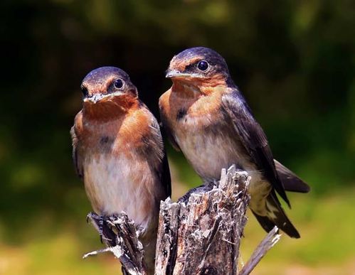 Welcome Swallow | Hirundo neoxena photo