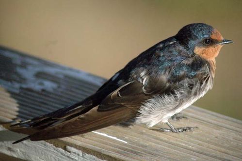 Welcome Swallow | Hirundo neoxena photo